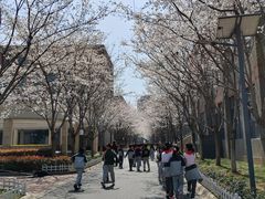 -金陵中学(河西分校)