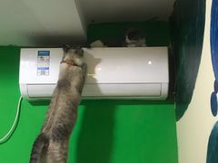 -李小姐の猫咖啡馆(五角场店)