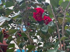 -桑洲油菜花景区