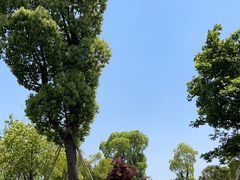 -九科绿洲