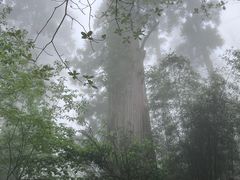 -天目山大树王景区