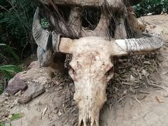 -呀路古热带植物园