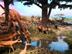 -国家自然博物馆