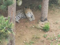 -西霞口神雕山野生动物世界