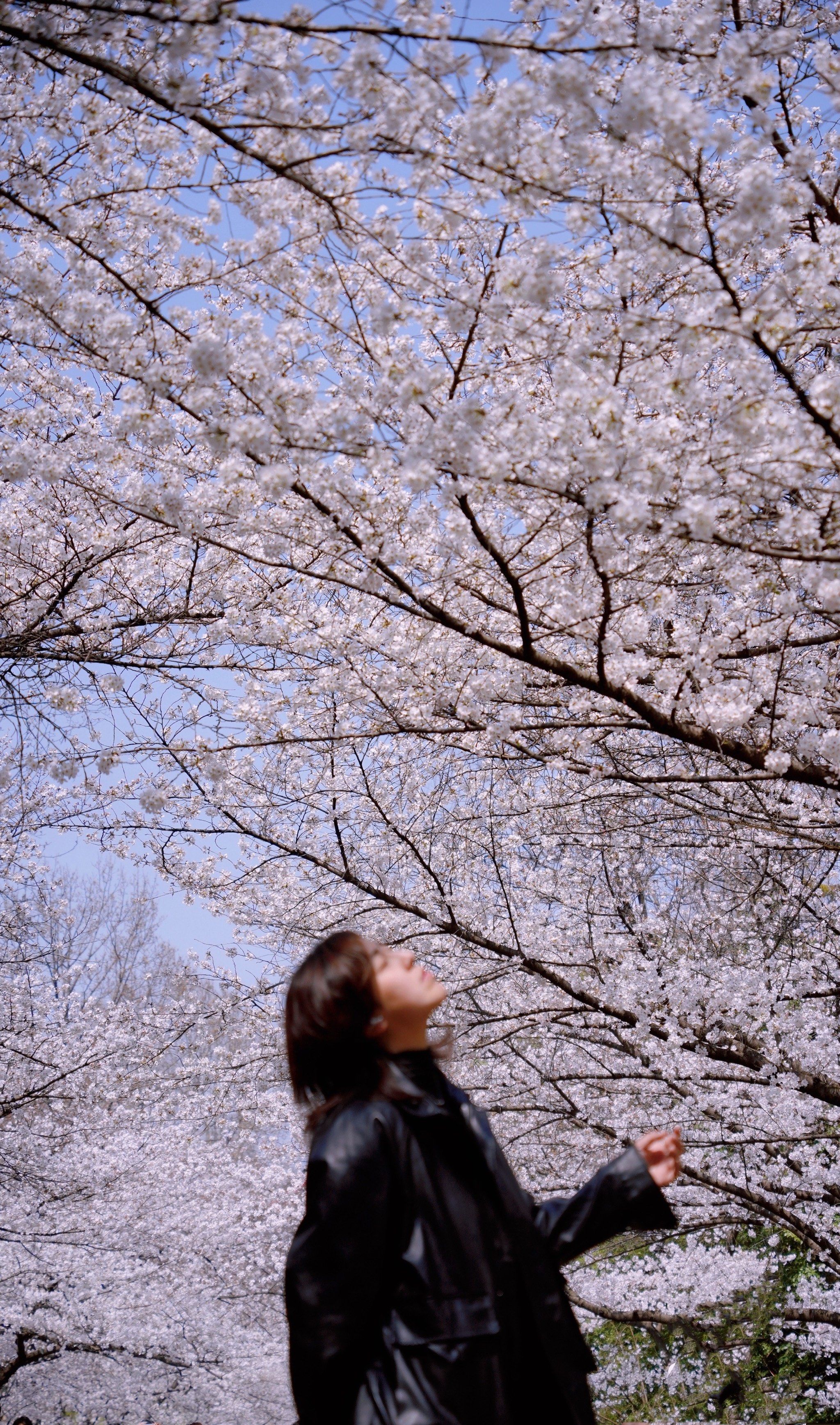樱花大道别只知道鸡鸣寺,南林才更唯美!