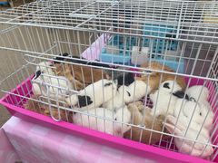 -中环花鸟鱼虫市场