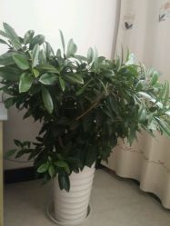 点击看大图 -薇薇新娘婚纱摄影(射阳店)