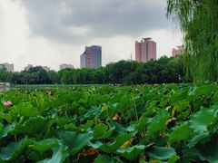 -莲花池公园