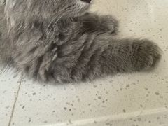 -瑞派宠物医院·犬猫全科·猫友好(宾水西道店)