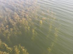 -大塘金香草谷