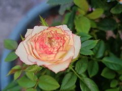 -小海豚•老字号海鲜餐厅(天涯店)