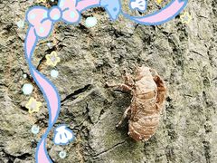 -黄埔油麻山森林公园