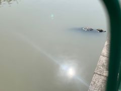 -中国扬子鳄村