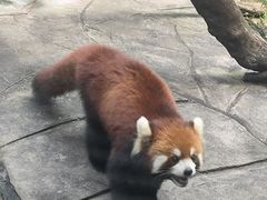 -常州淹城野生动物世界