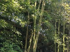-王家大院