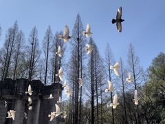 -音乐台