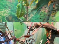 -上海大自然野生昆虫馆(东方明珠·爬宠昆虫探索中心)
