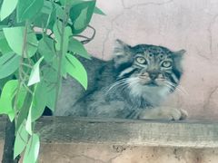 -青藏高原野生动物园