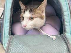 -美联众合动物医院·24h转诊中心