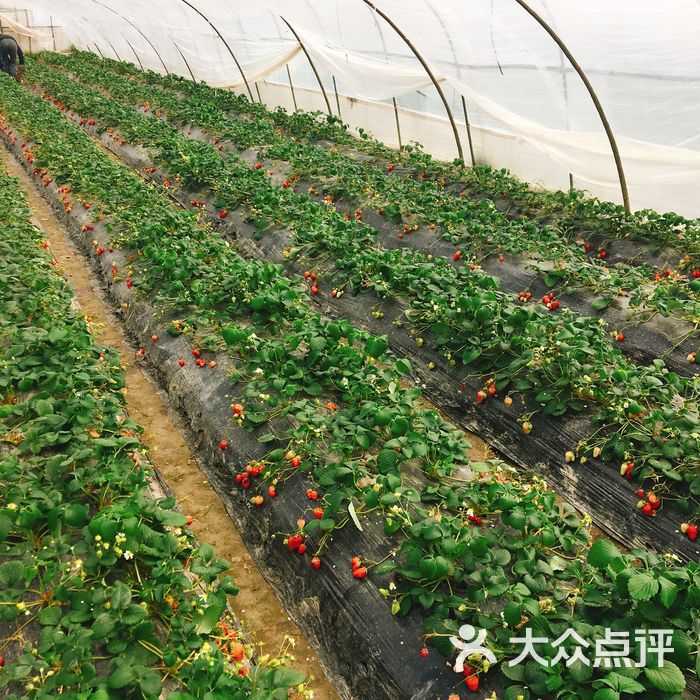 小魚草莓採摘園農家樂