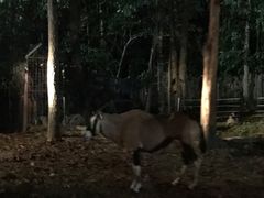 -清迈夜间动物园