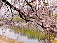 -桃花堤公园