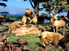 -国家自然博物馆