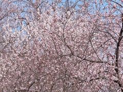 -桃花堤公园