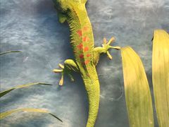 -上海大自然野生昆虫馆(东方明珠·爬宠昆虫探索中心)