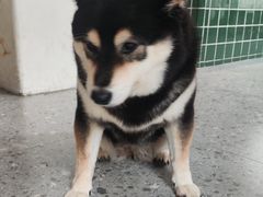 -是阿柴呀！柴犬咖啡·爱喵喵猫咖
