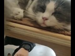 -飞行喵MR PILOT|猫舍·猫咖(静安大融城店)