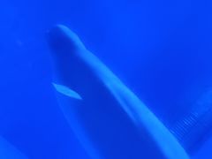-上海海昌海洋公园-冰山北极馆