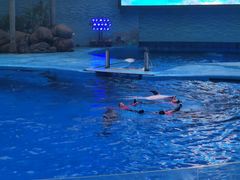 -海合安成都极地海洋公园