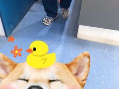 -伟伟宠物医院·CT影像中心·瑞派犬猫综合性门诊(汉口总院)