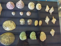 -上海海洋大学鱼文化博物馆(军工路校区)