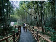 -青龙山国家森林公园