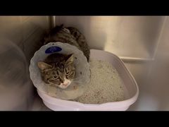 -萌兽医馆·犬猫专科·眼科中心·宠物医院(朝阳门分院)