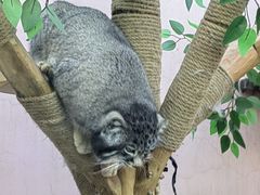 -青藏高原野生动物园