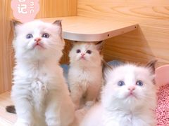 -十年猫舍·猫咪专门店(普陀店)