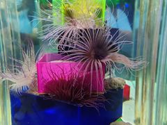 -太平洋海底世界