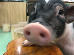 -藦茜花园宠物主题亲子互动体验馆(国顺东路店)
