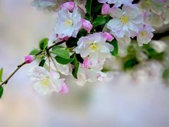 -海棠花溪(元大都城垣遗址公园)