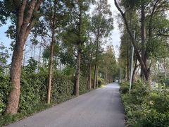 -上海长兴岛郊野公园