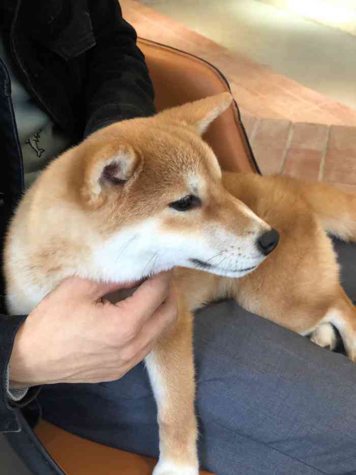 旺柴shiba inu cafe-"首先问一下店家还招聘吗? 真的太乖了,.