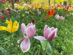 -北京国际鲜花港