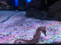 -暹罗海洋世界