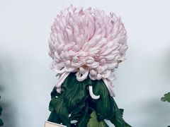 -杭州植物园