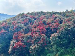 -贵州百里杜鹃风景名胜区