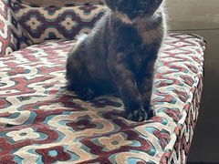 -兰亭安泊牛肉面(乐都路店)