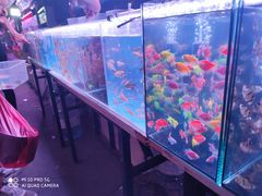 -中环花鸟鱼虫市场
